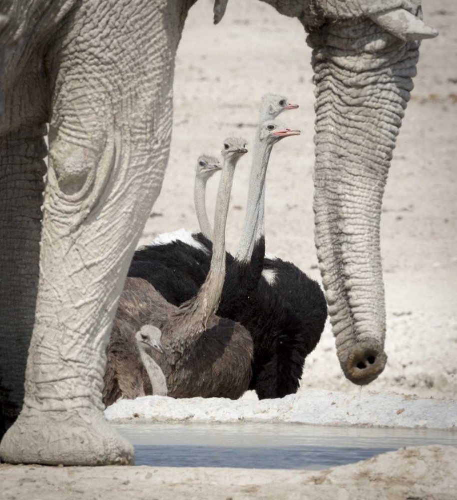Namibia, Etosha NP Ostriches and elephant art print by Wendy Kaveney for $57.95 CAD
