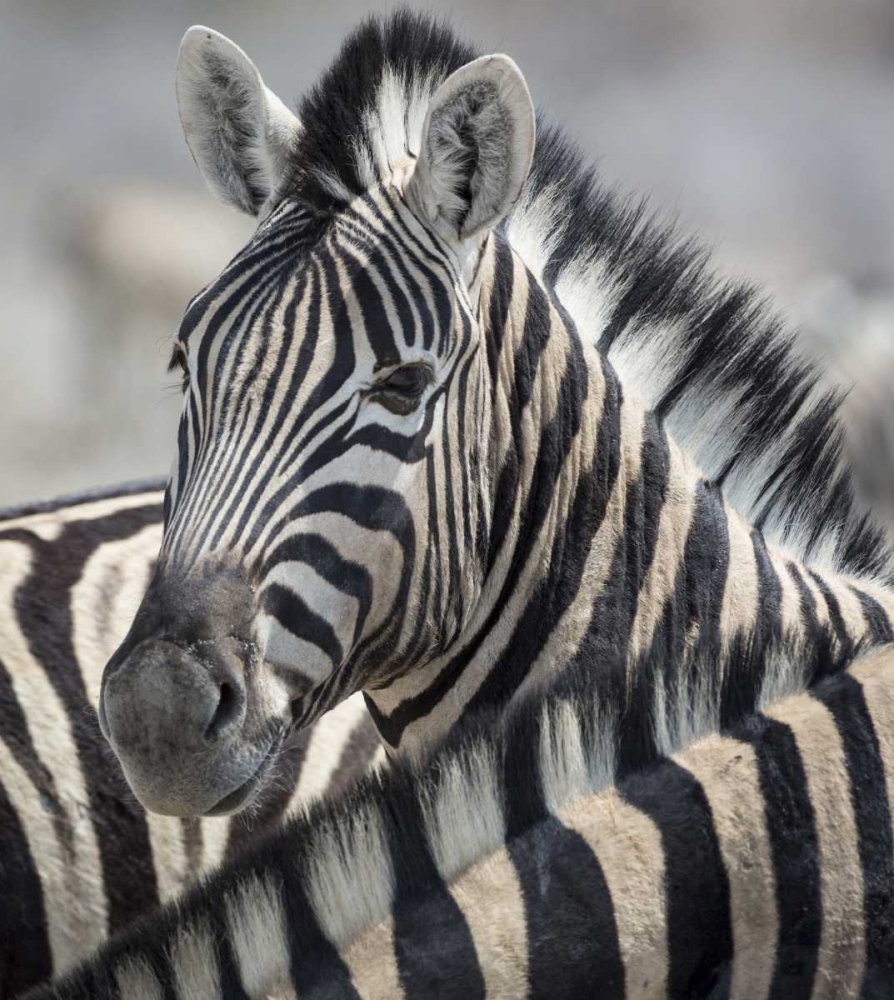 Namibia, Etosha NP Portrait of a Zebra art print by Wendy Kaveney for $57.95 CAD
