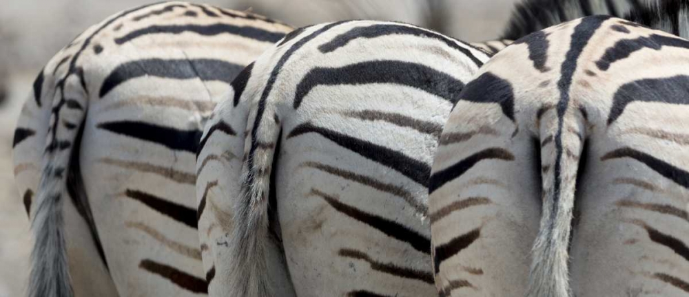 Namibia, Etosha NP, Reitfontain Zebra tails art print by Wendy Kaveney for $57.95 CAD