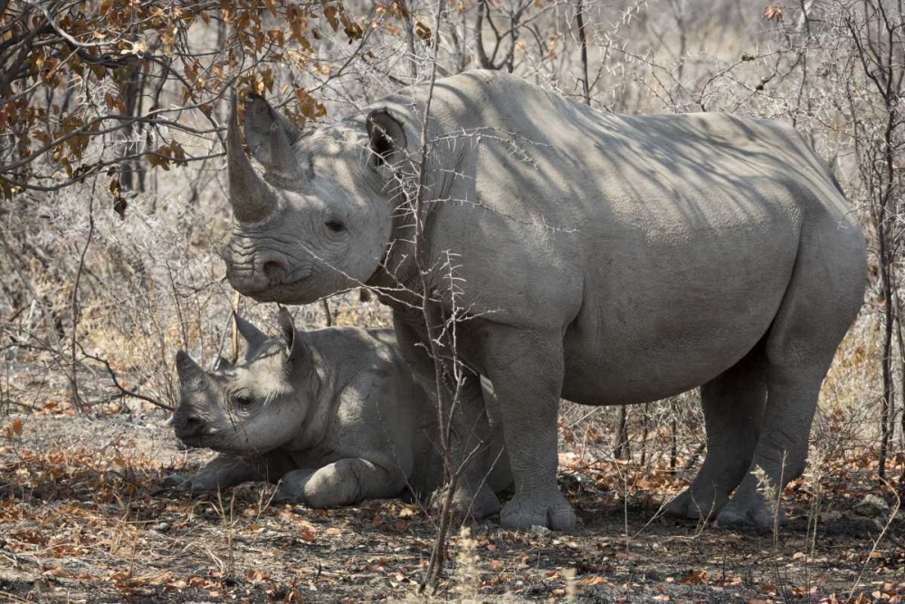 Namibia, Etosha NP Rhinoceros and baby in shade art print by Wendy Kaveney for $57.95 CAD