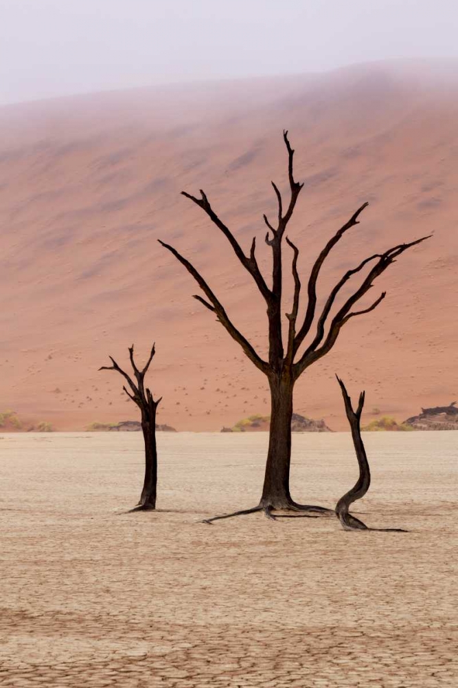 Namibia, Namib-Naukluft, Deadvlei Misty Morning art print by Wendy Kaveney for $57.95 CAD