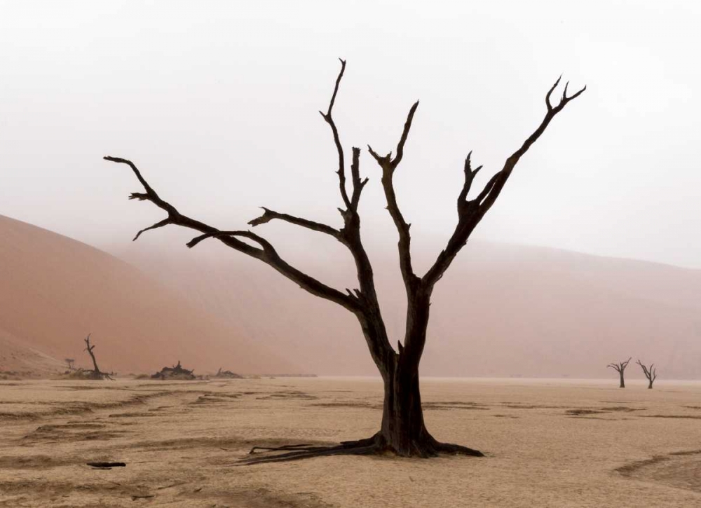 Namibia, Namib-Naukluft, Deadvlei Misty Morning art print by Wendy Kaveney for $57.95 CAD