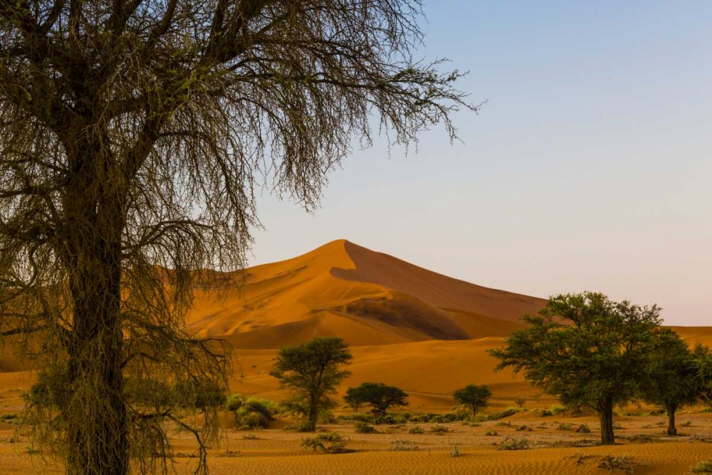 Namibia, Namib-Naukluft NP Trees and sand dune art print by Bill Young for $57.95 CAD