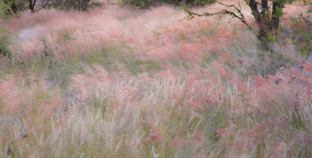 Namibia, Etosha NP Grasses moving in the wind art print by Bill Young for $57.95 CAD