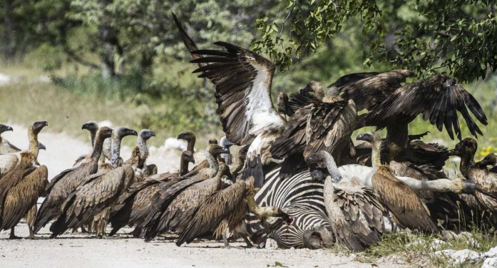 Namibia, Etosha NP Vultures on zebra carcass art print by Bill Young for $57.95 CAD