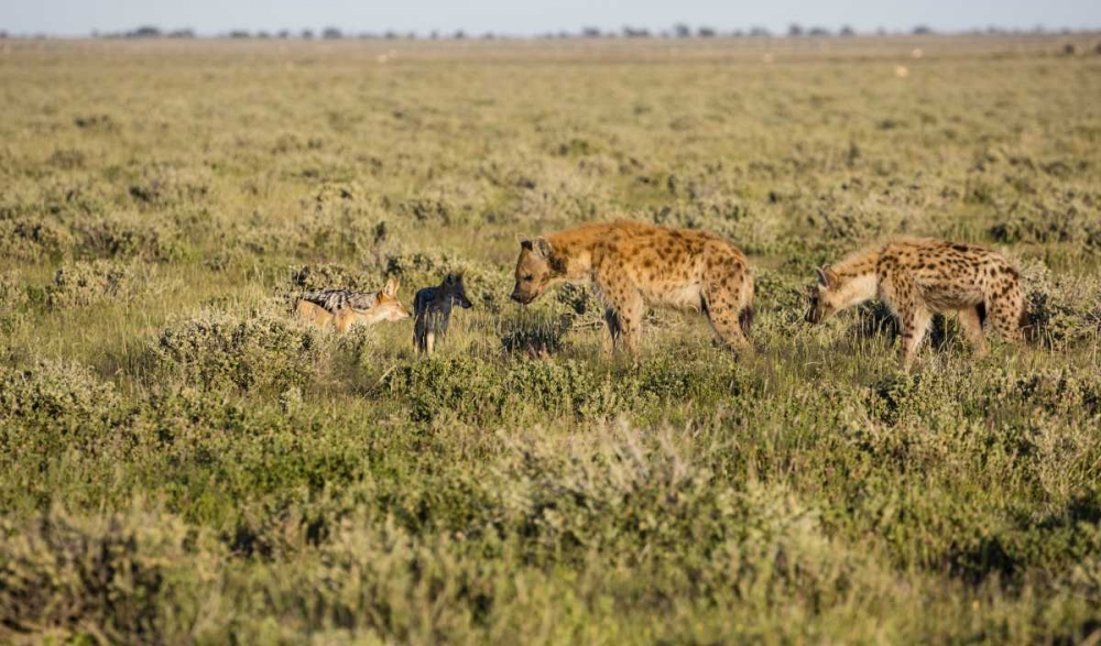 Namibia Hyenas and black-backed jackals eating art print by Bill Young for $57.95 CAD