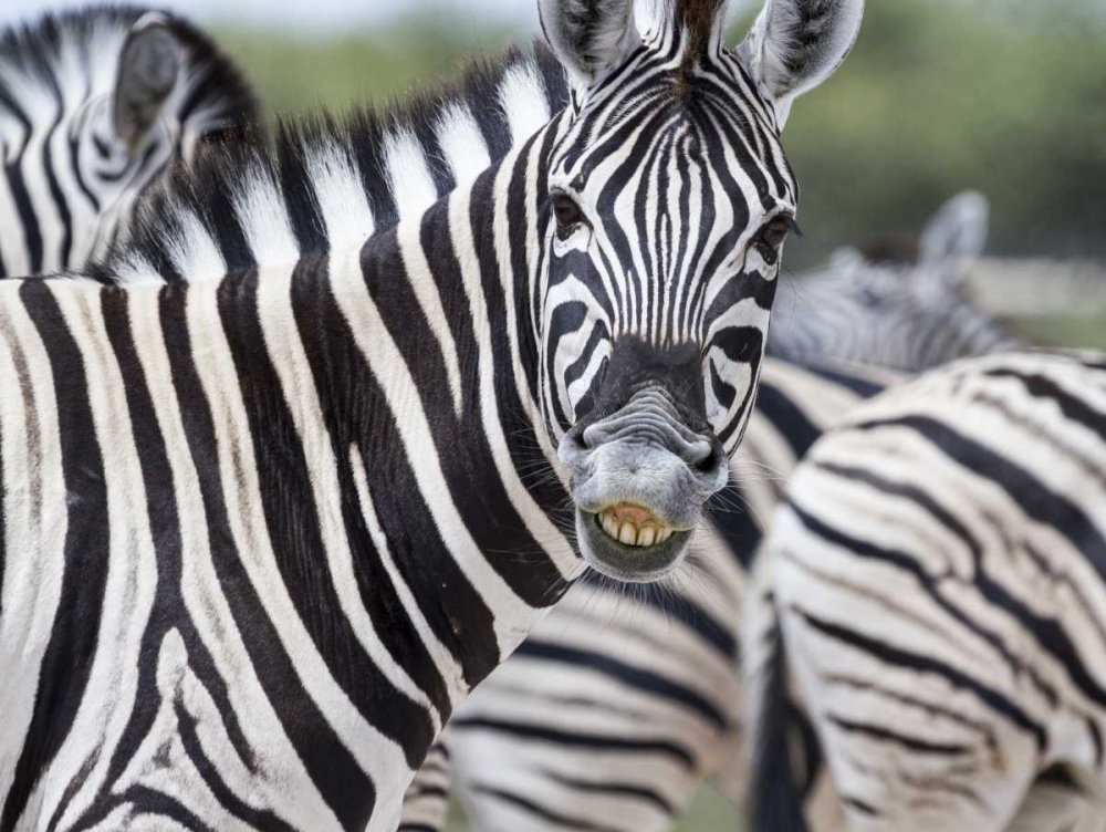 Namibia, Etosha NP Zebra looking at camera art print by Bill Young for $57.95 CAD