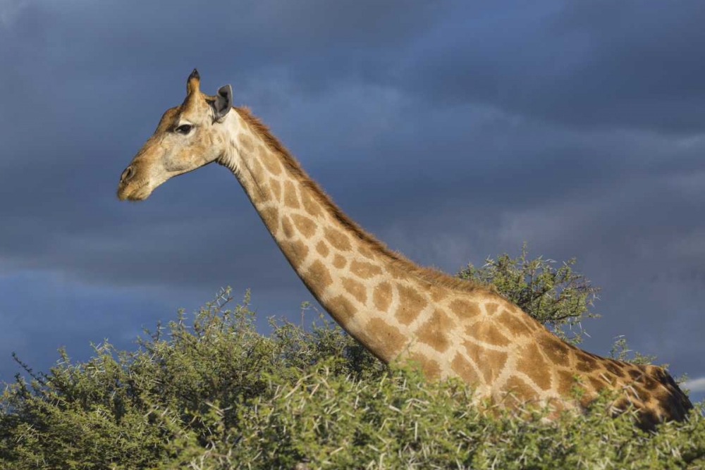 Namibia, Etosha NP Giraffe in camel thorn tree art print by Bill Young for $57.95 CAD