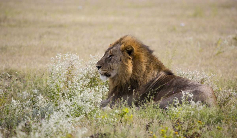 Namibia, Etosha NP Adult male lion resting art print by Bill Young for $57.95 CAD
