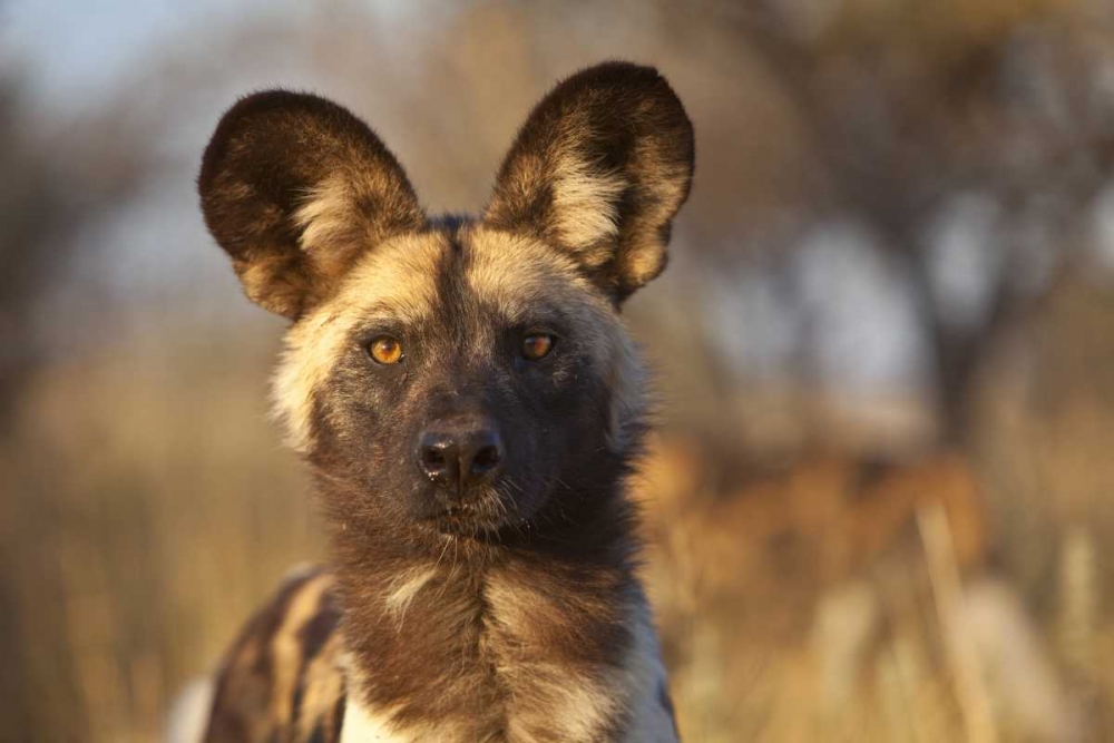 Africa, Namibia Wild dog portrait art print by Jim Zuckerman for $57.95 CAD