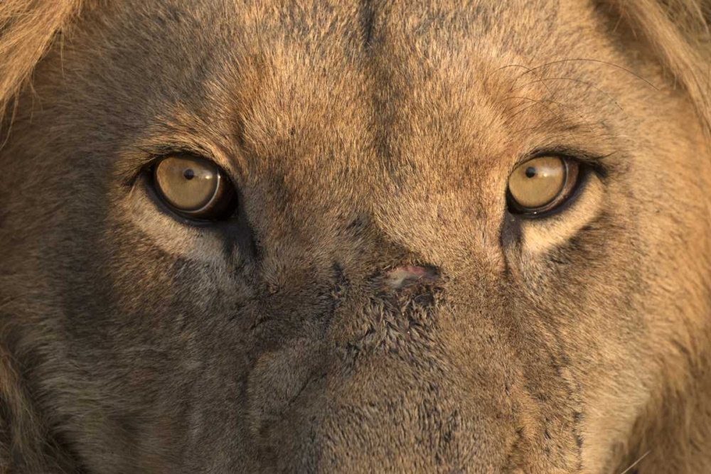 Africa, Namibia Male lion, Namibia art print by Jim Zuckerman for $57.95 CAD