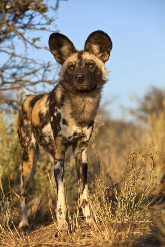Africa, Namibia Wild dog close-up art print by Jim Zuckerman for $57.95 CAD