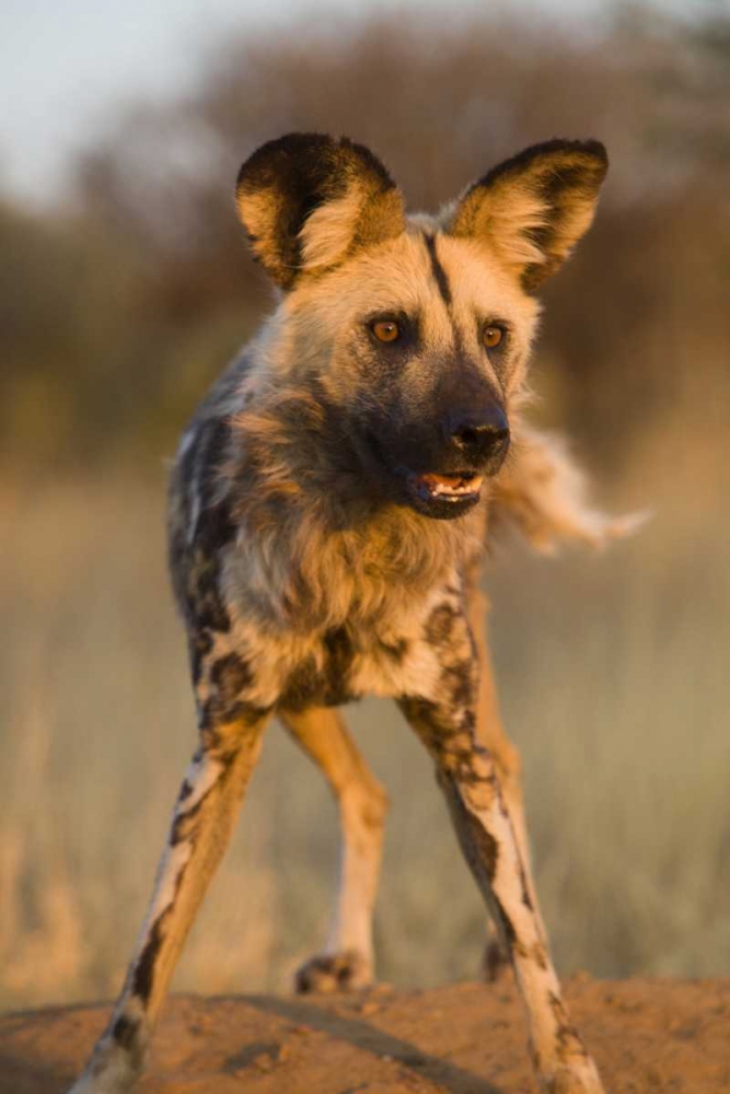 Africa, Namibia Wild dog close-up art print by Jim Zuckerman for $57.95 CAD
