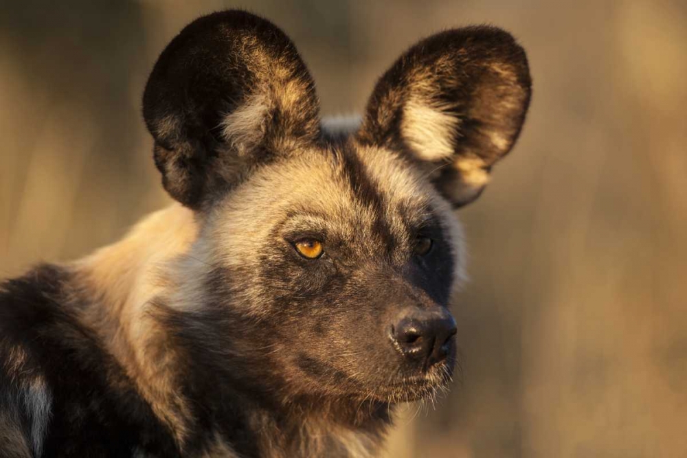 Africa, Namibia Wild dog portrait art print by Jim Zuckerman for $57.95 CAD