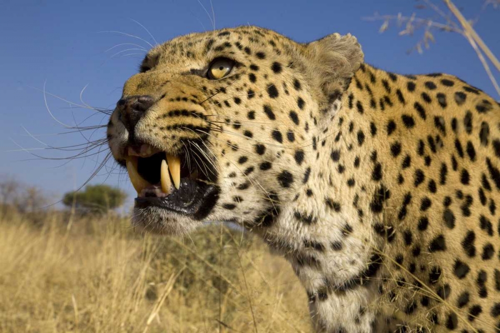 Africa, Namibia Leopard snarling art print by Jim Zuckerman for $57.95 CAD