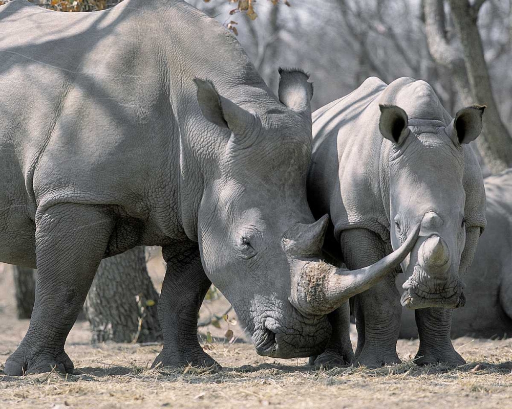 Africa, Namibia White rhino mother and calf art print by Jim Zuckerman for $57.95 CAD