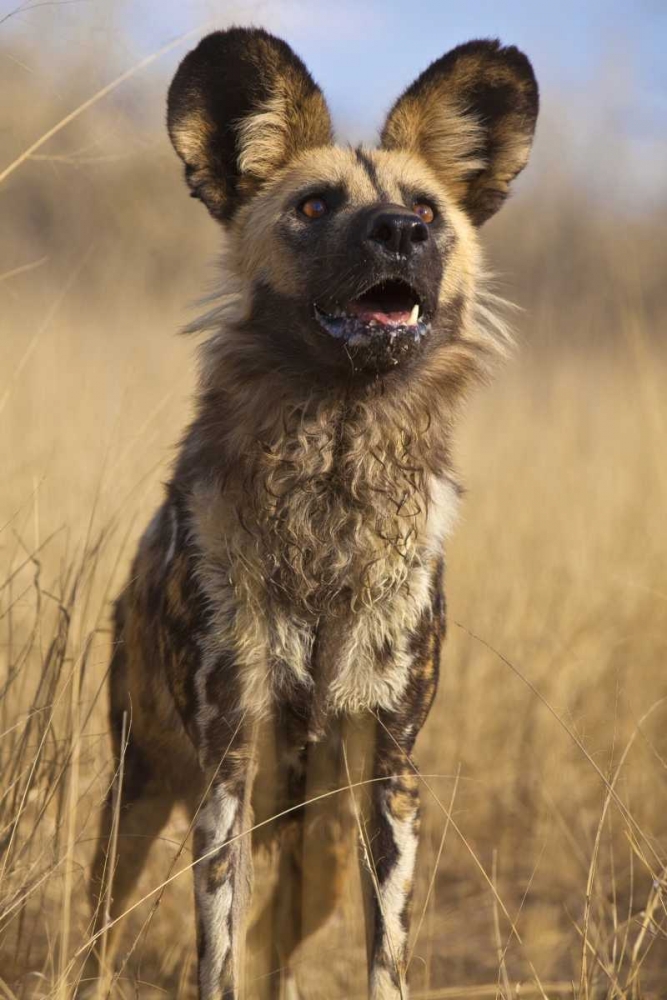 Africa, Namibia Wild dog close-up art print by Jim Zuckerman for $57.95 CAD