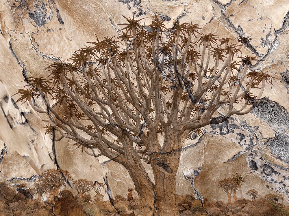 Africa-Namibia-Quiver tree and bark photo montage art print by Jaynes Gallery for $57.95 CAD