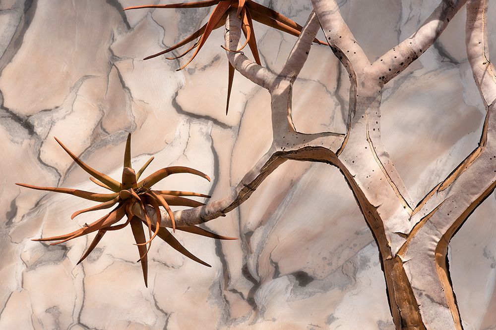 Africa-Namibia-Quiver tree and bark photo montage art print by Jaynes Gallery for $57.95 CAD