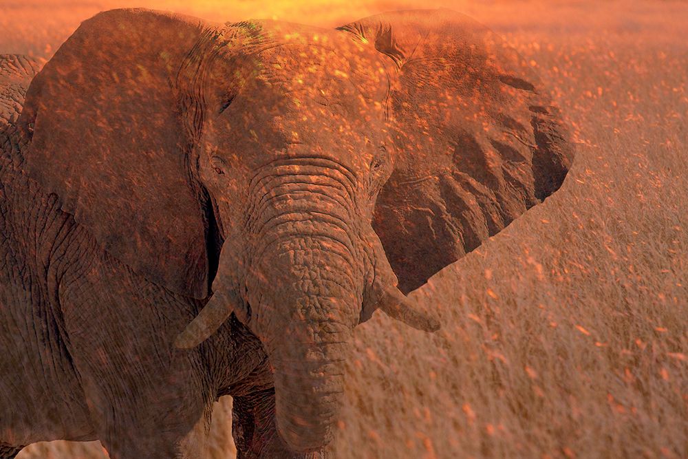 Africa-Namibia-Montage of elephant at sunrise art print by Jaynes Gallery for $57.95 CAD