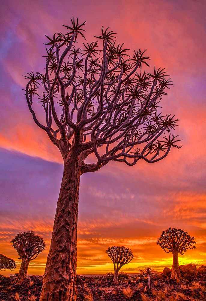 Africa-Namibia-Quiver trees at sunset art print by Jaynes Gallery for $57.95 CAD