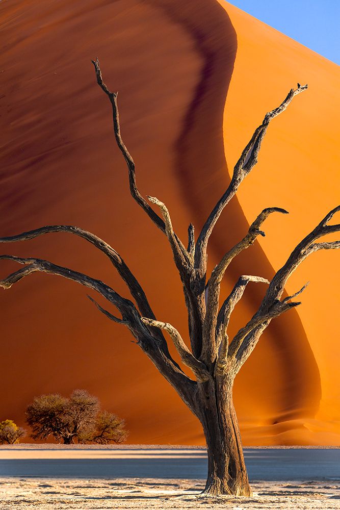 Namibia-Sossusvlei-Namib-Naukluft National Park-Composite of dead tree and sand dune art print by Jaynes Gallery for $57.95 CAD