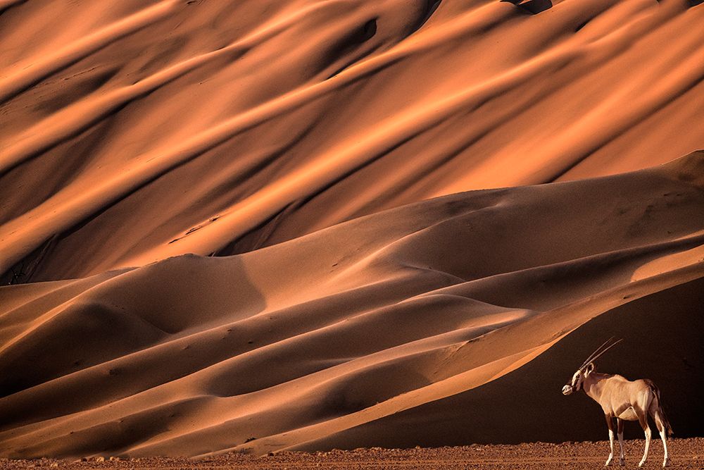 Africa, Namibia, Namib-Naukluft National Park, Sossusvlei. Oryx beside large sand dune. art print by Jaynes Gallery for $57.95 CAD