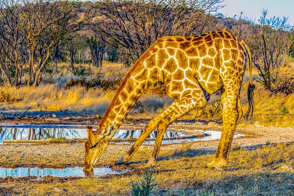 Etosha National Park, Namibia, Africa.  Angolan giraffe cautiously drinking at a water hole. art print by Murray McCallum for $57.95 CAD