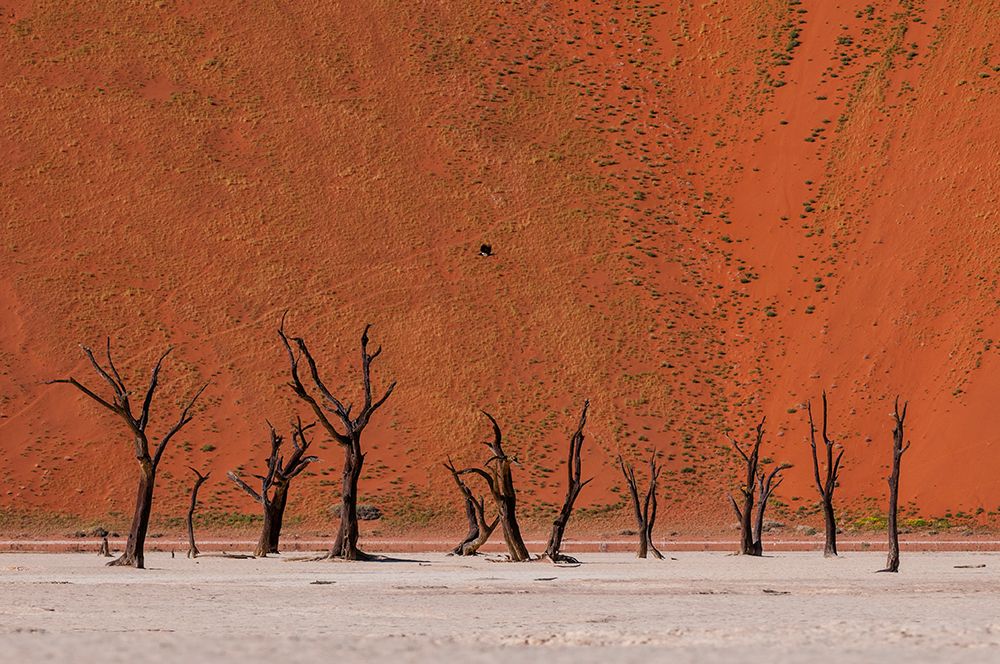 Camel thorn trees against red sand dunes in the Sossusvlei Namib Desert-Namibia art print by Sergio Pitamitz for $57.95 CAD