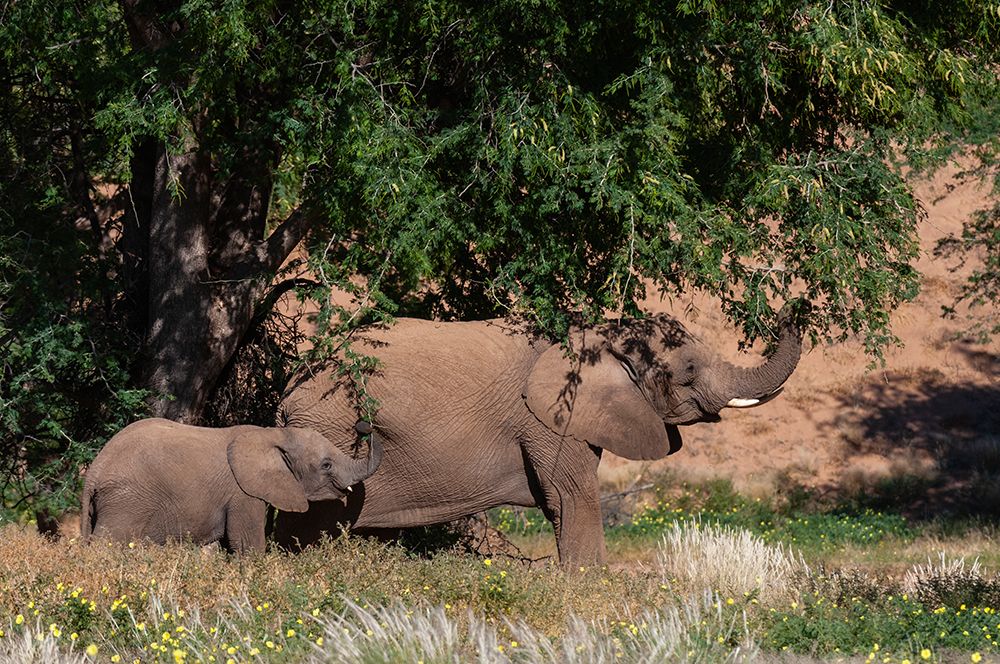 Elephants graze from trees in the Kunene Region Huab River Valley-Kunene-Namibia art print by Sergio Pitamitz for $57.95 CAD