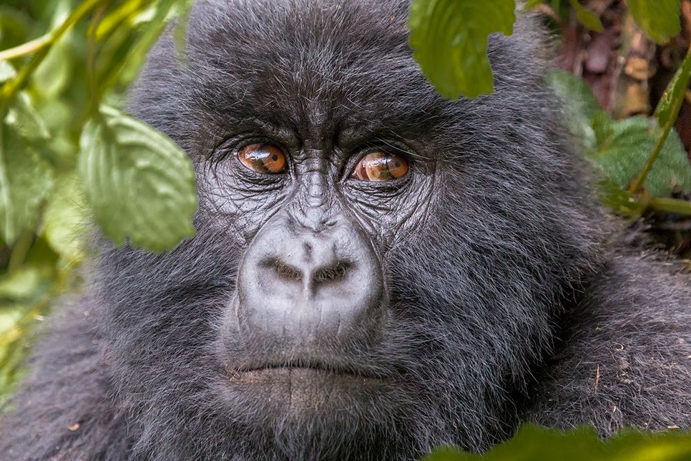 Africa, Rwanda, Musanze District, Volcanoes National Park, Ruhengeri, Kinigi. Mountain gorilla. art print by Emily M. Wilson for $57.95 CAD