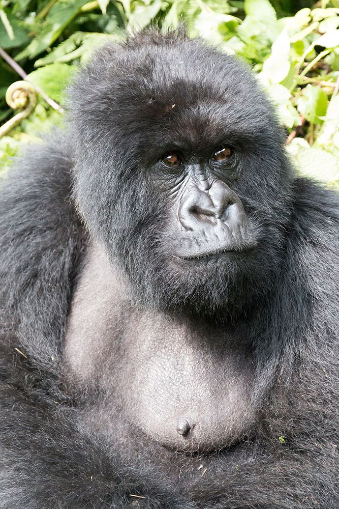 Africa, Rwanda, Musanze District, Volcanoes National Park, Ruhengeri, Kinigi. Mountain gorilla. art print by Emily M. Wilson for $57.95 CAD