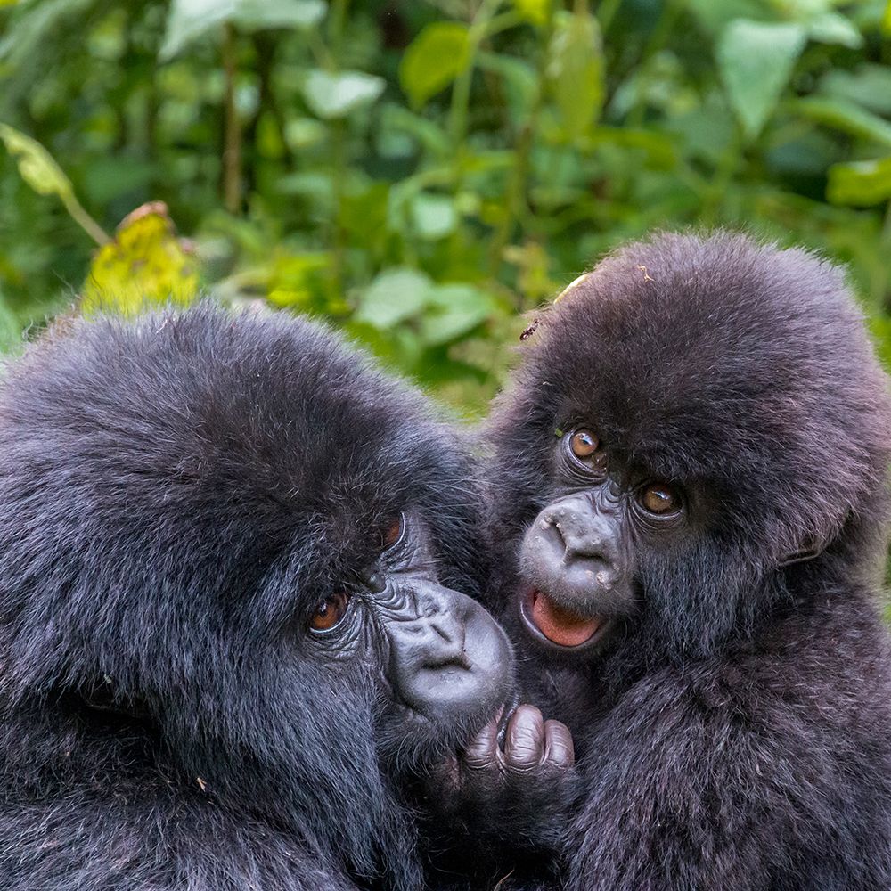 Rwanda, Musanze District, Volcanoes NP, Ruhengeri, Kinigi. Mountain gorilla, baby and mother. art print by Emily M. Wilson for $57.95 CAD