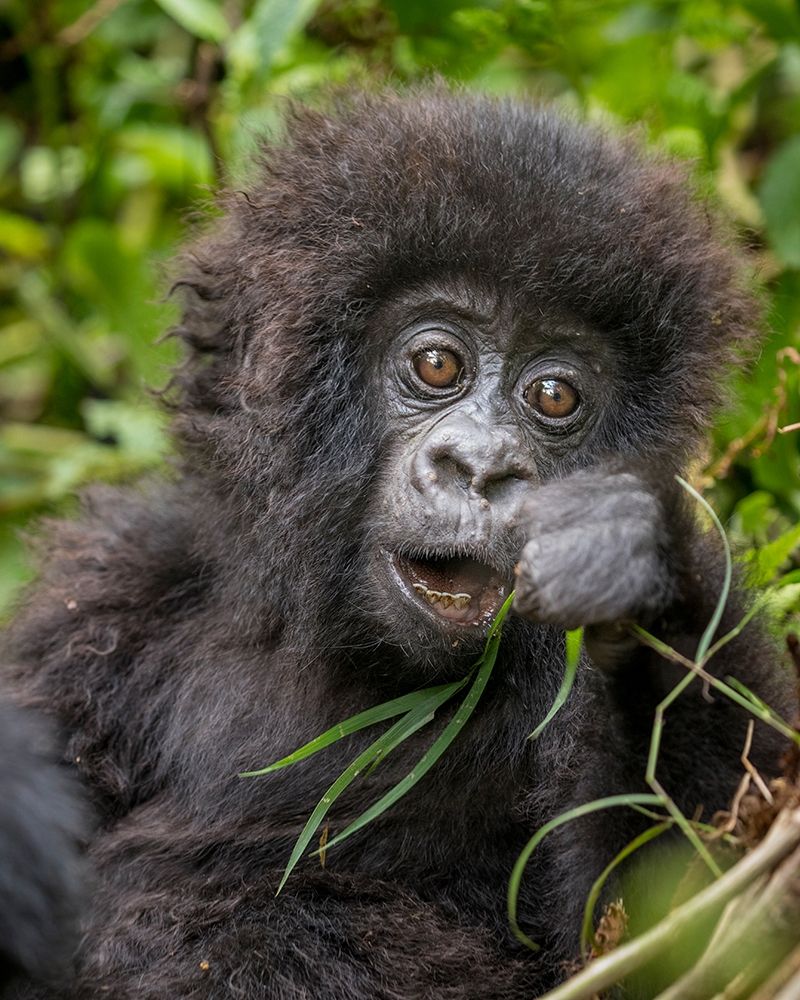 Africa-Rwanda-Volcanoes National Park-Baby Mountain Gorilla playing with piece of grass art print by Paul Souders for $57.95 CAD