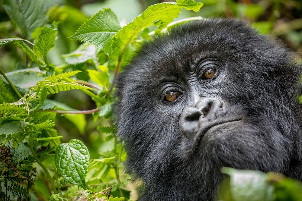Africa-Rwanda-Volcanoes National Park-Close-up portrait of adult Mountain Gorilla in rainforest art print by Paul Souders for $57.95 CAD