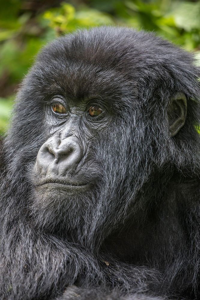 Africa-Rwanda-Volcanoes National Park-Portrait of Mountain Gorilla art print by Paul Souders for $57.95 CAD