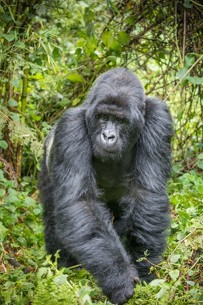 Africa-Rwanda-Volcanoes National Park-Mountain Gorilla Silverback art print by Paul Souders for $57.95 CAD