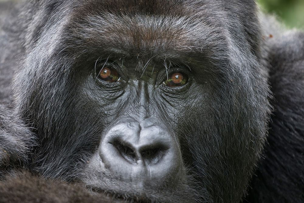 Africa-Rwanda-Volcanoes National Park-Portrait of Mountain Gorilla art print by Paul Souders for $57.95 CAD