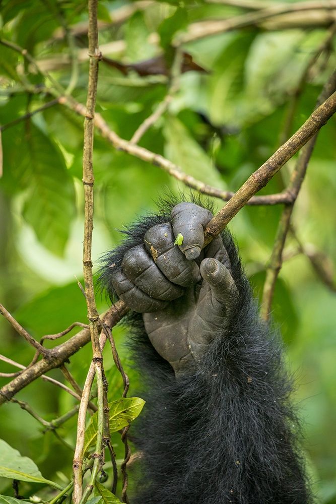Africa-Rwanda-Volcanoes National Park-Close-up of Mountain Gorillas hand gripping vines art print by Paul Souders for $57.95 CAD