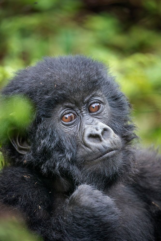 Africa-Rwanda-Volcanoes National Park-Portrait of Baby Mountain Gorilla resting in rainforest art print by Paul Souders for $57.95 CAD