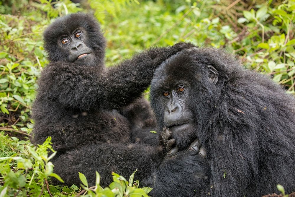 Africa-Rwanda-Volcanoes National Park-Young Mountain Gorilla playing with adult art print by Paul Souders for $57.95 CAD