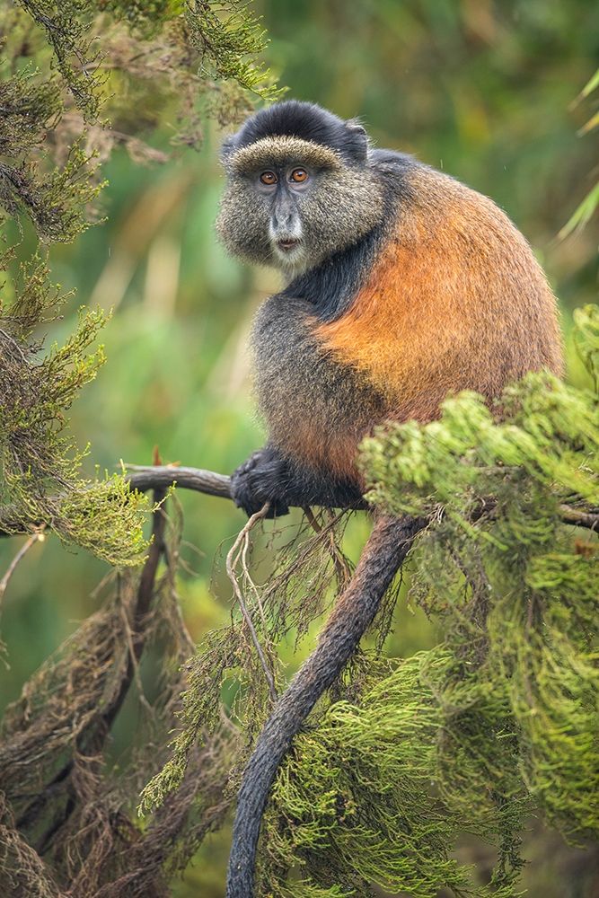 Africa-Rwanda-Volcanoes National Park-Golden Monkey in Virunga Mountains art print by Paul Souders for $57.95 CAD