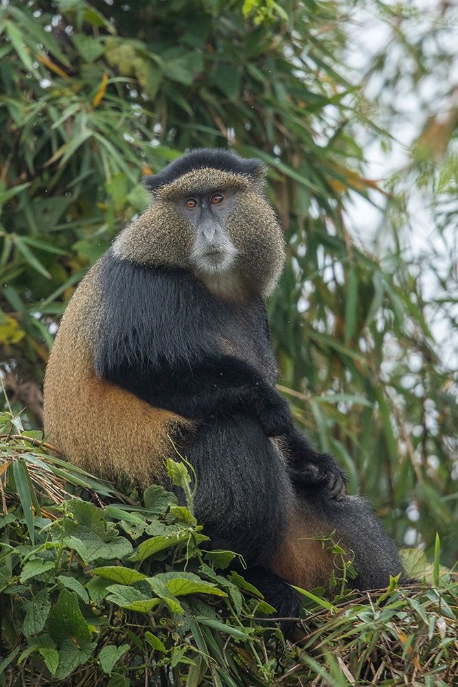 Africa-Rwanda-Volcanoes National Park-Golden Monkey in Virunga Mountains art print by Paul Souders for $57.95 CAD