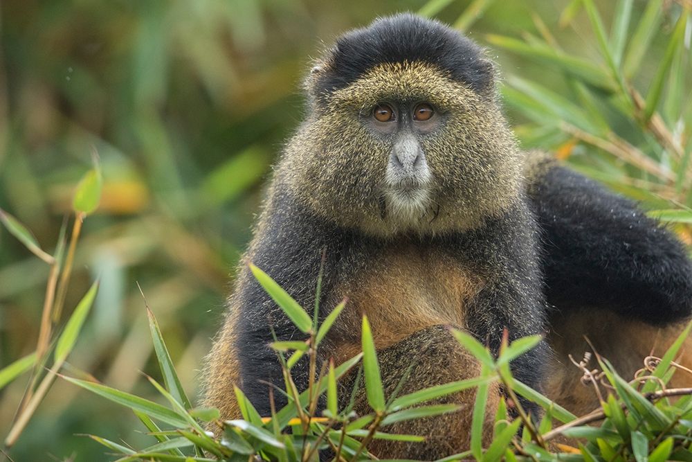 Africa-Rwanda-Volcanoes National Park-Golden Monkey in Virunga Mountains art print by Paul Souders for $57.95 CAD