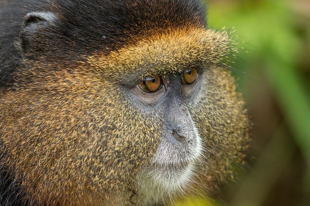 Africa-Rwanda-Volcanoes National Park-Close-up portrait of Golden Monkey art print by Paul Souders for $57.95 CAD