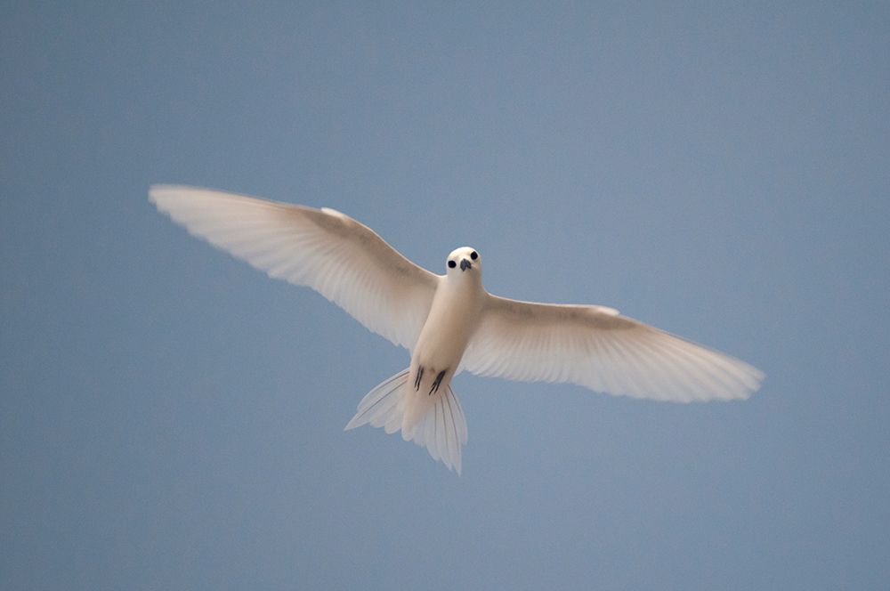 Portrait of a common white or fairy tern-Gygis alba-in flight Denis Island-Seychelles art print by Sergio Pitamitz for $57.95 CAD