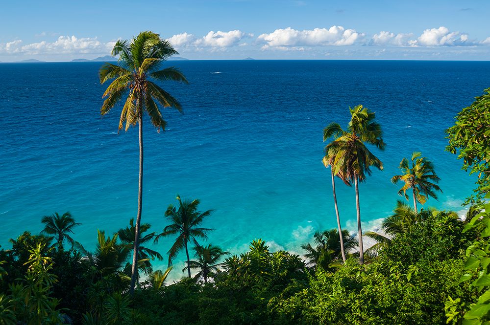 Palm trees and tropical vegetation on a beach in the Indian Ocean Seychelles art print by Sergio Pitamitz for $57.95 CAD