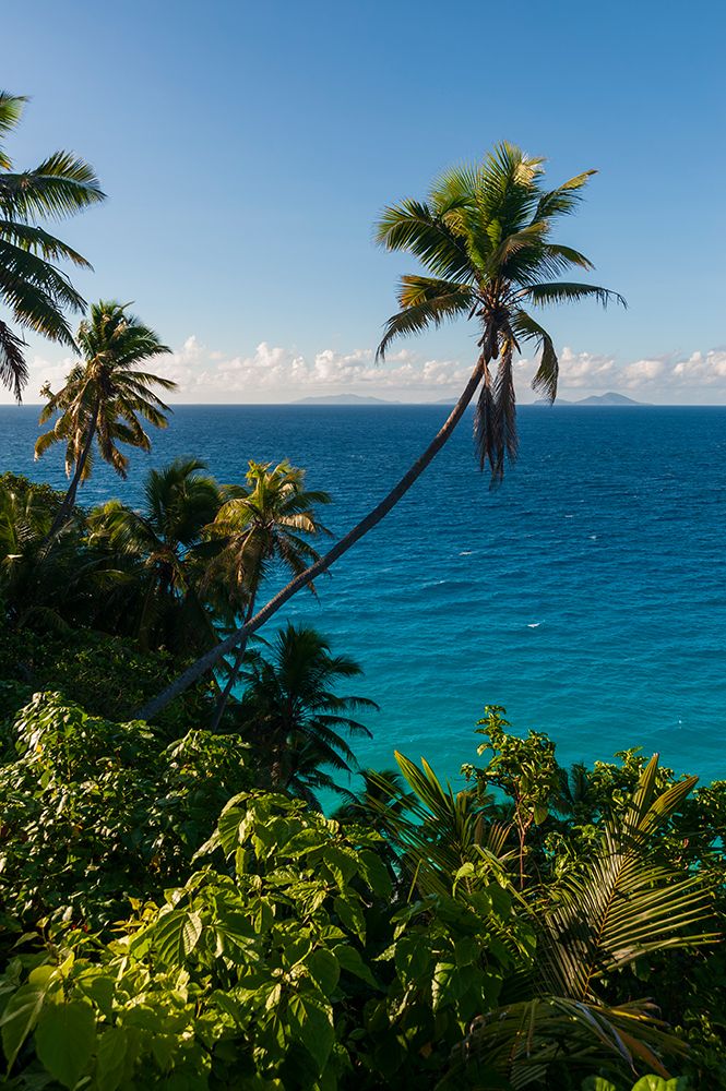 Palm trees and tropical vegetation on a beach in the Indian Ocean Seychelles art print by Sergio Pitamitz for $57.95 CAD