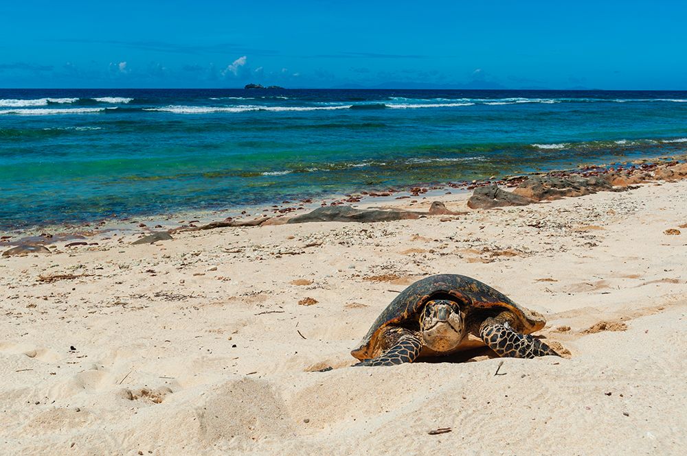 A sea turtle making its way up a beach to dig a nest and lay eggs Grand Anse Beach-Seychelles art print by Sergio Pitamitz for $57.95 CAD