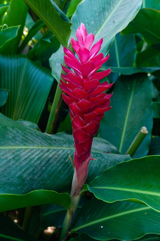 Close-up of a red ginger flower Seychelles art print by Sergio Pitamitz for $57.95 CAD